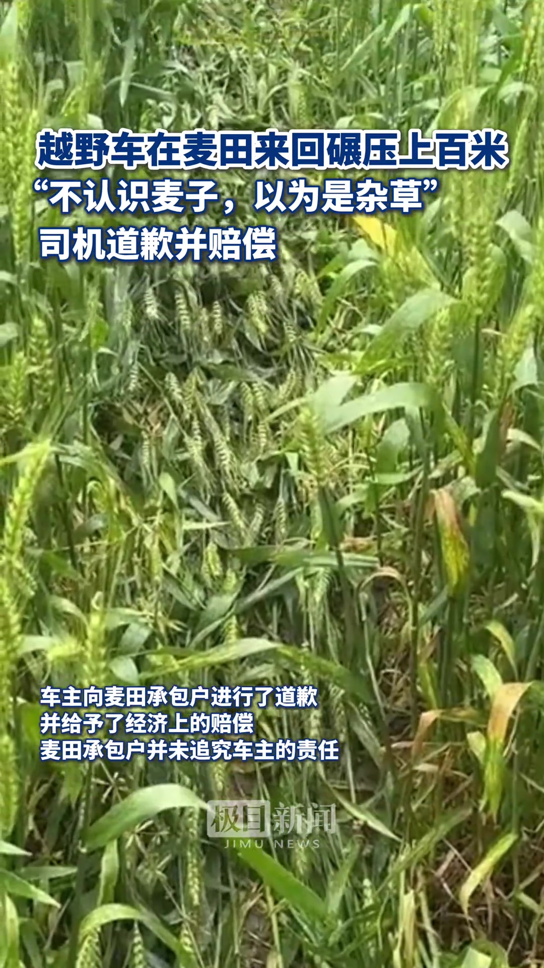 一越野车在麦田来回碾压，车主称不识麦子以为是杂草