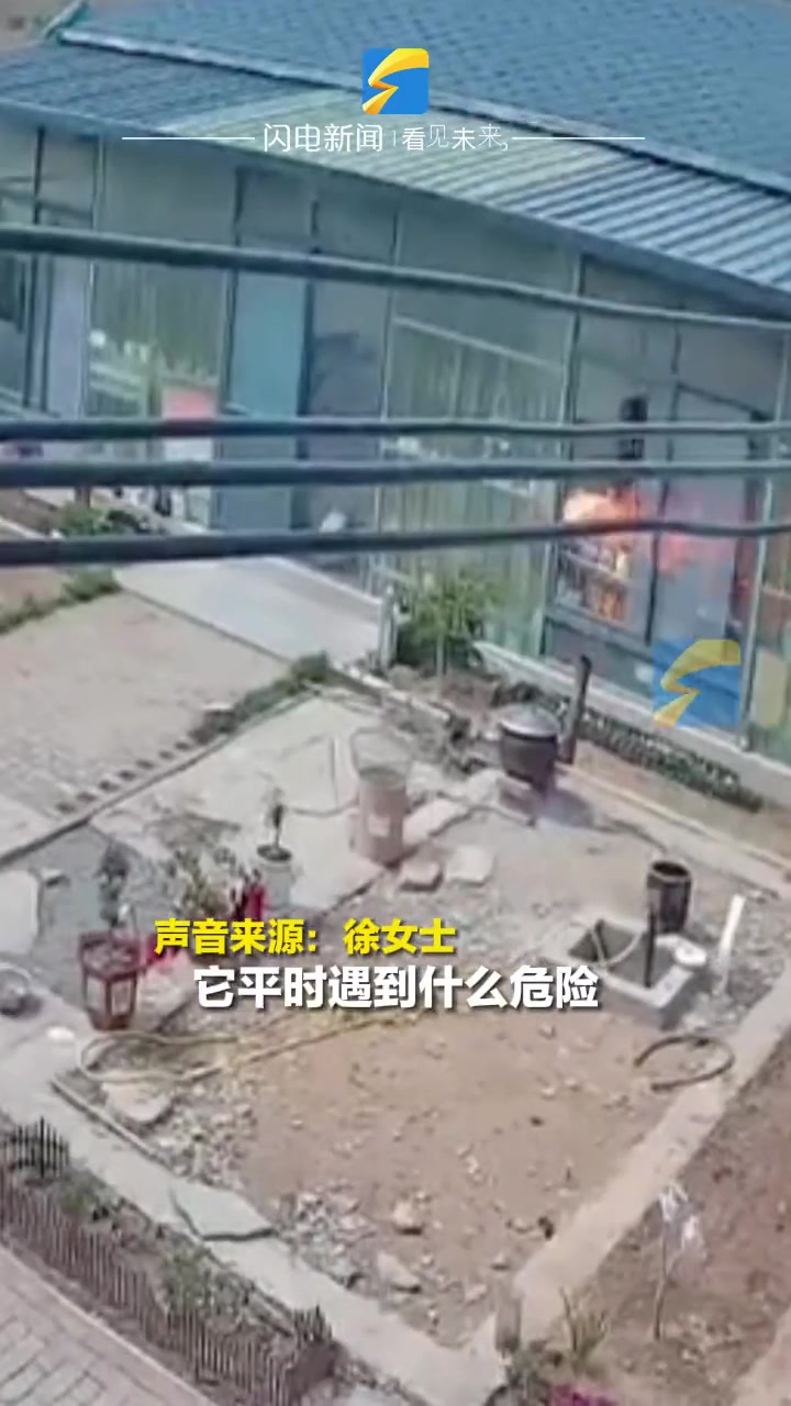 怪不得都说边牧当不了警犬！总算是明白了