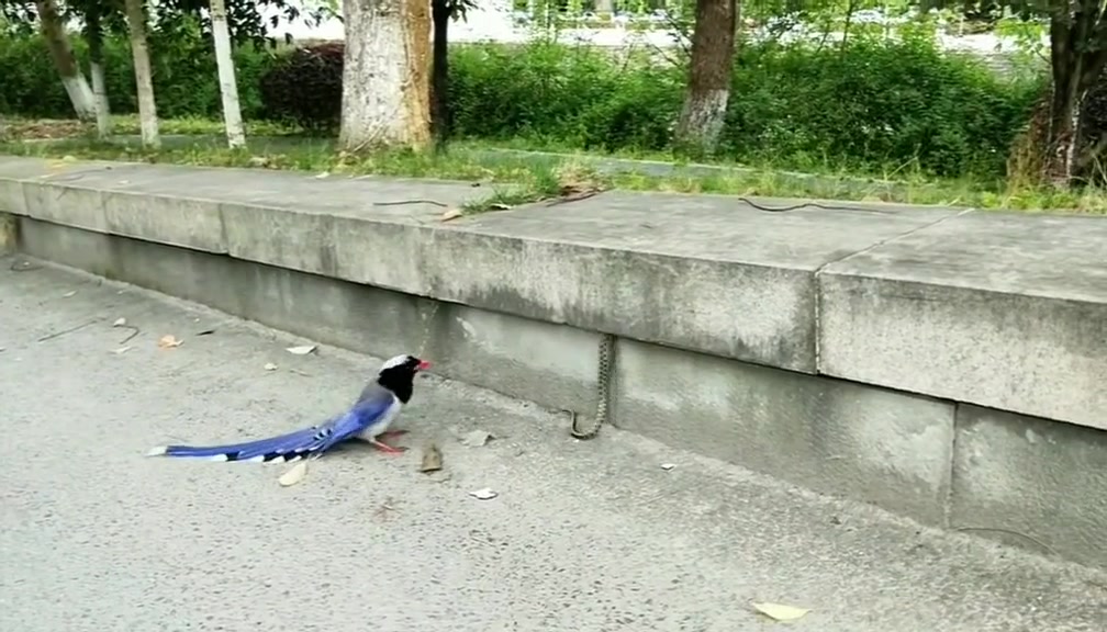 到底谁吃谁？