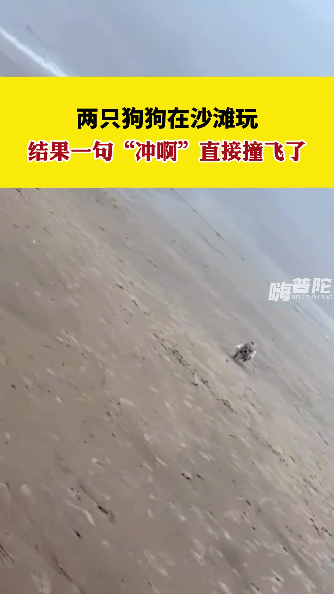 两只狗狗在沙滩玩，主人一句“冲鸭”直接撞飞