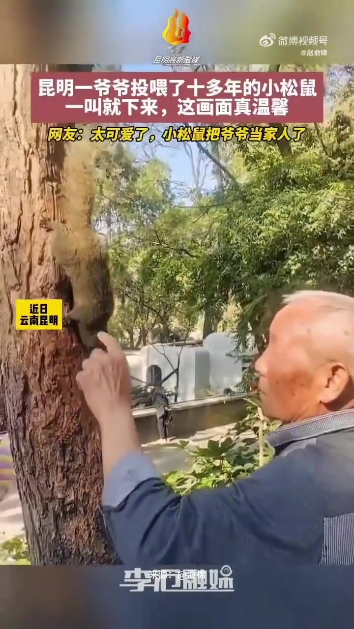 昆明一爷爷投喂了十多年的小松鼠一叫就下来