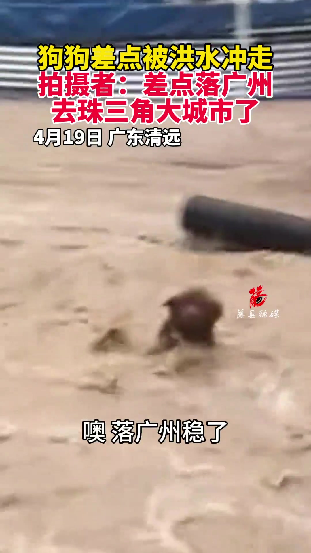 清远狗狗差点被洪水冲走，旁人一句要落广州打工猛跃起