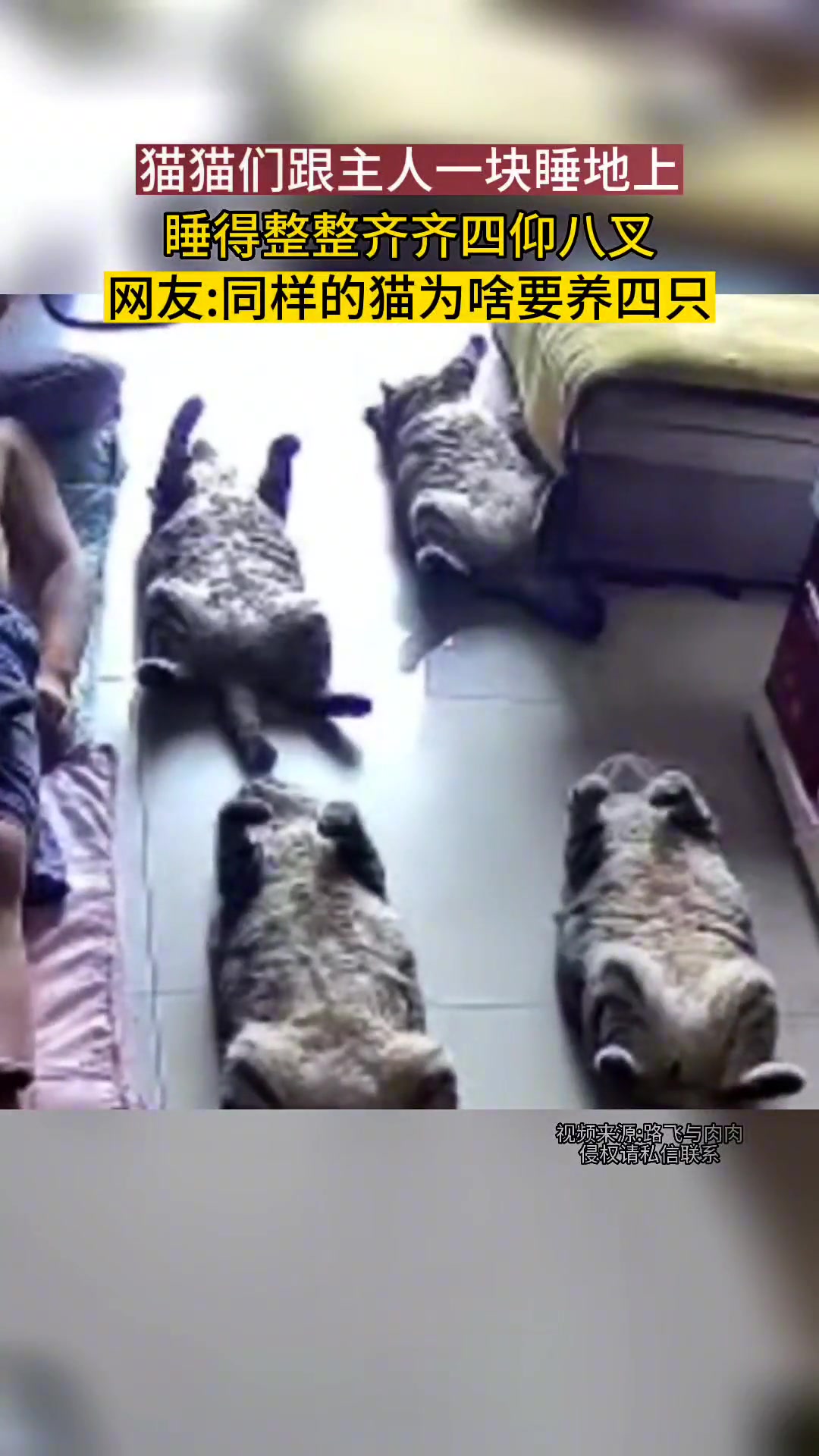 猫猫们跟主人一块睡地上，睡得整整齐齐四仰八叉