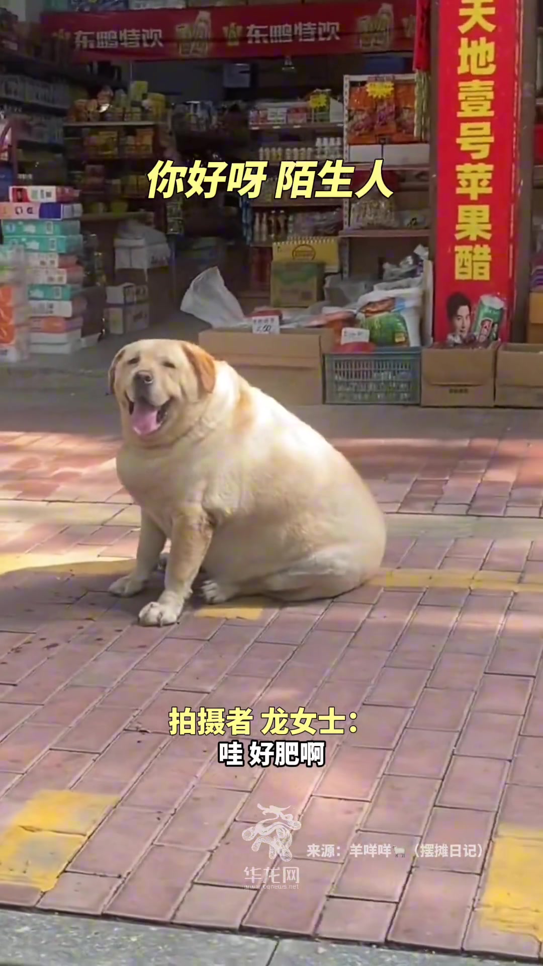 奶奶精心喂养的拉布拉多体重180斤左右，叫猪不过分了