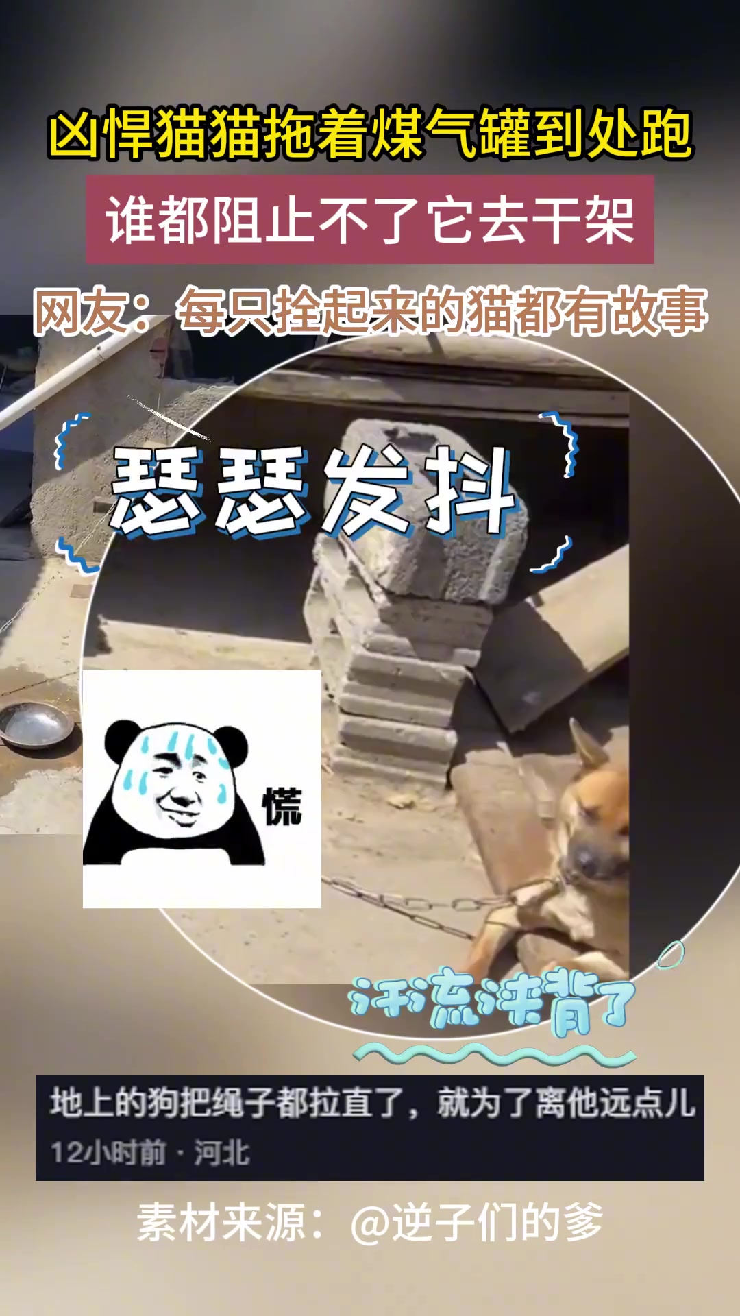凶悍猫猫拖着煤气罐到处跑，谁都阻止不了它去干架