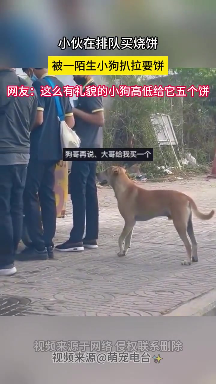 小伙在排队买烧饼，被一陌生小狗扒拉要饼