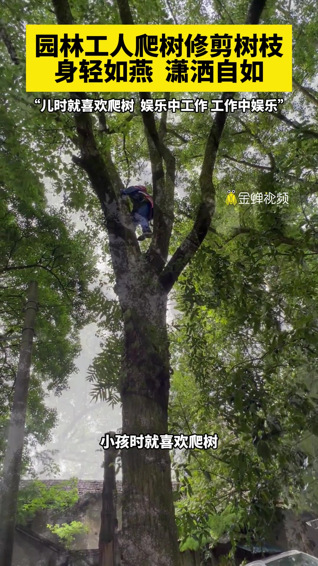 园林工人爬树修剪树枝，身轻如燕 潇洒自如