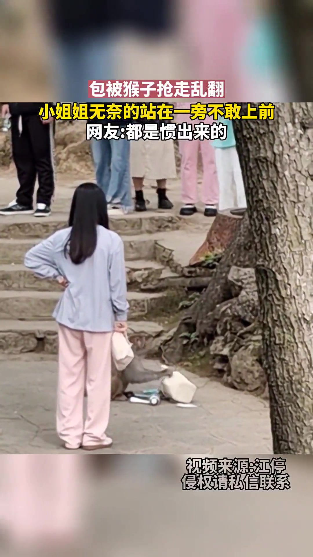 包被猴子抢走，小姐姐无奈站在一旁不敢上前