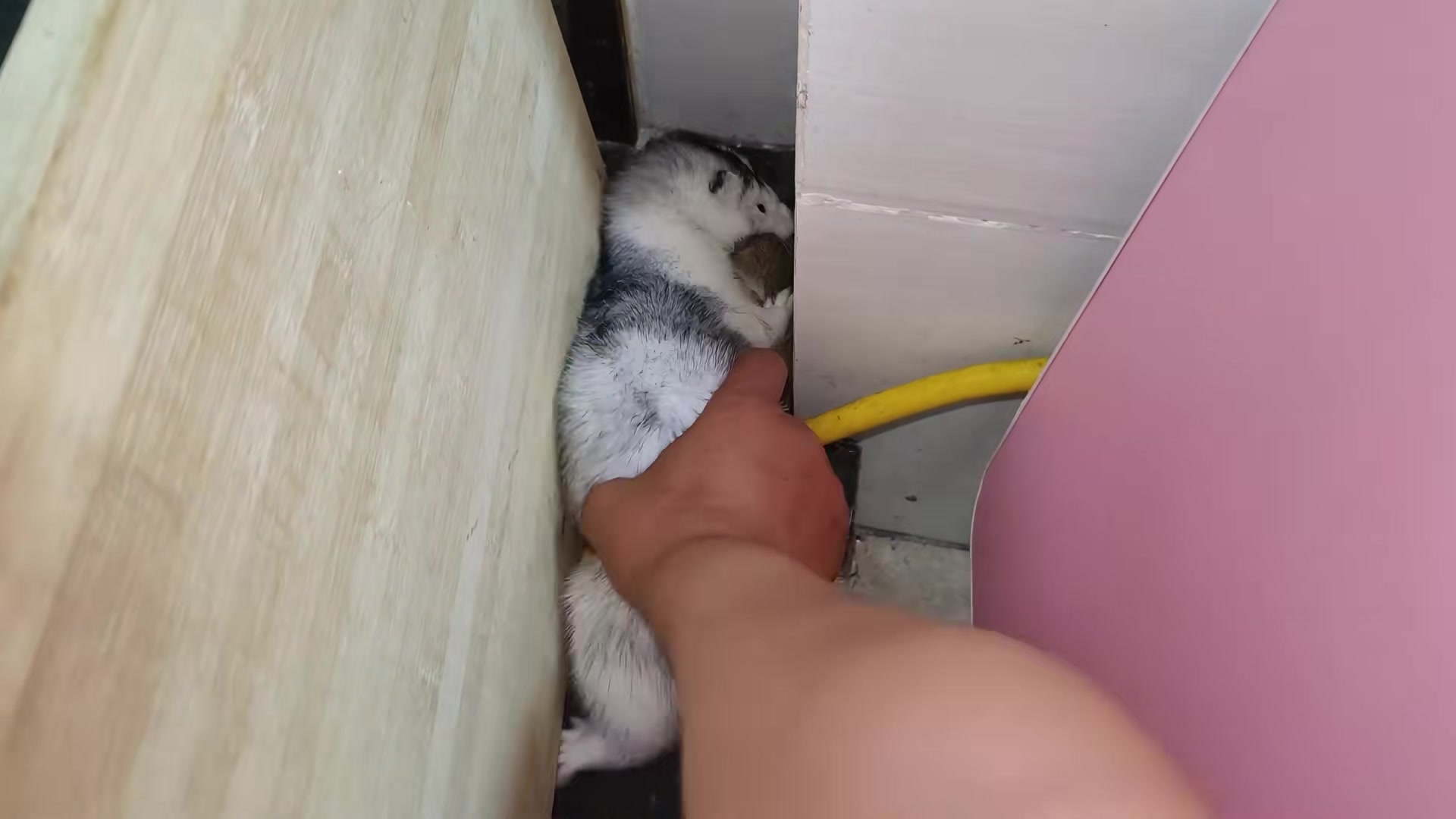 猫咪竟然怕老鼠，关键时刻还是貂靠谱