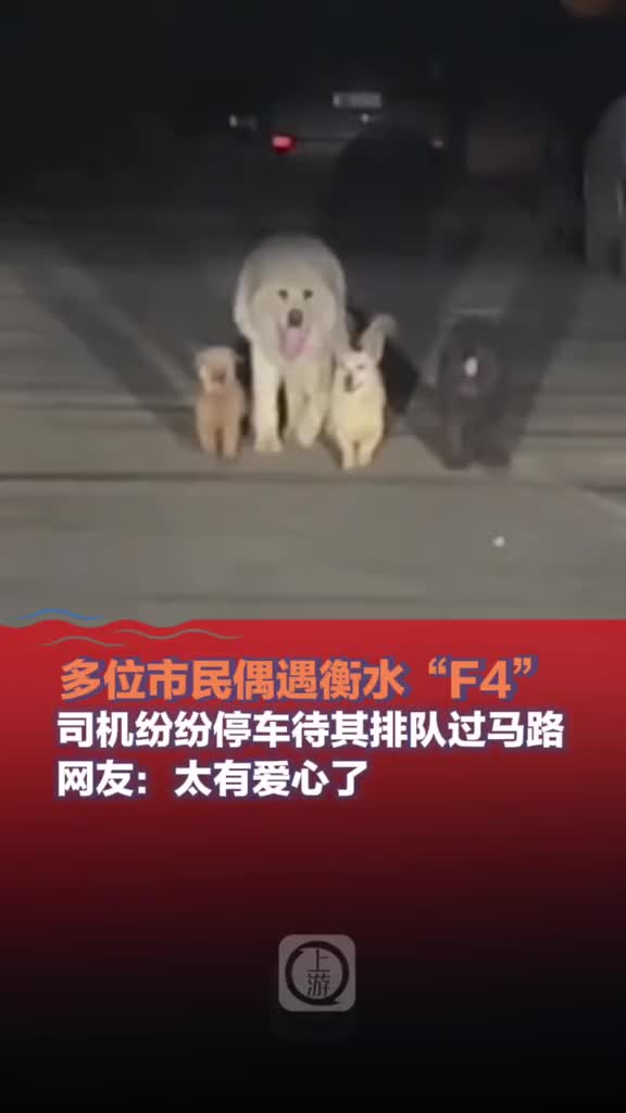 太可爱了！多位市民偶遇“衡水F4”