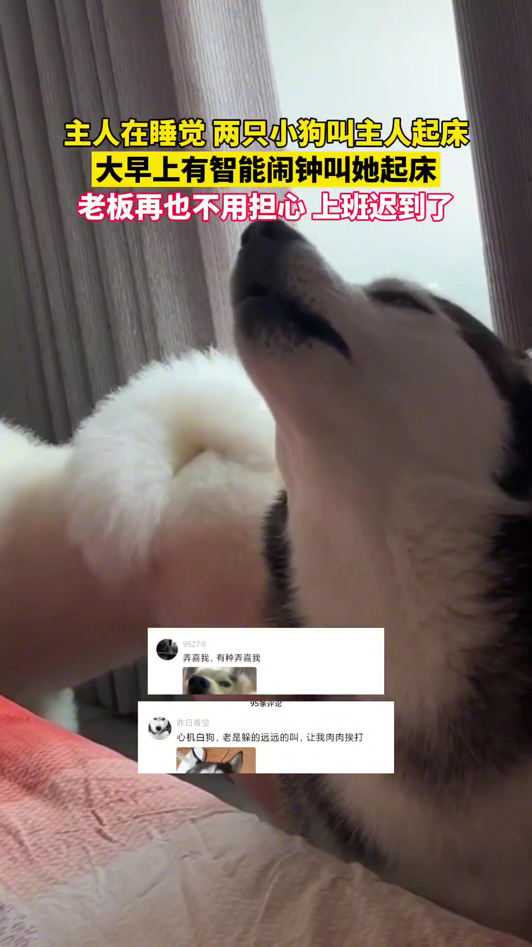 两只小狗叫她们起床，老板再也不用担心我上班迟到了