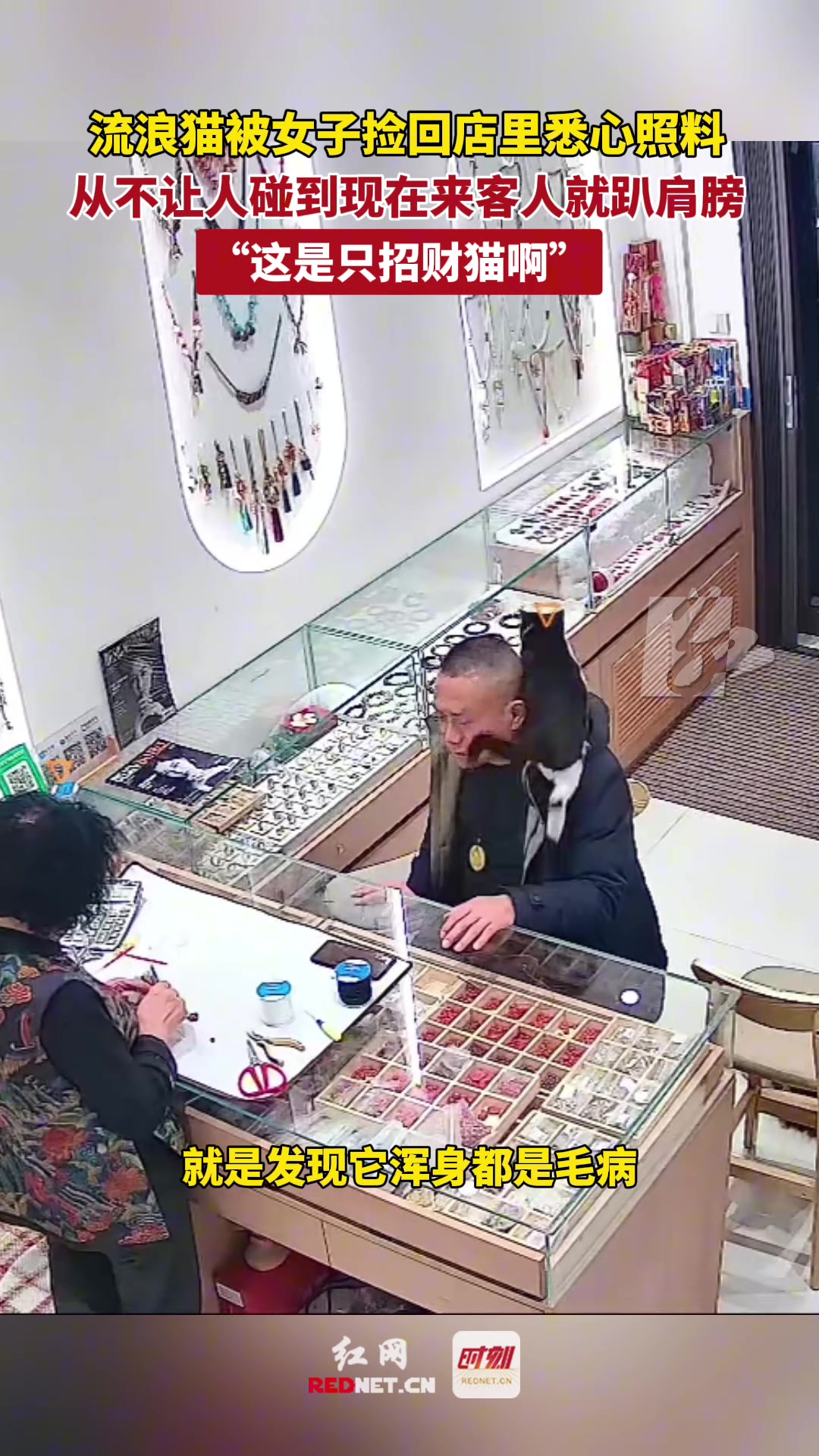 流浪猫被女子捡回店里悉心照料