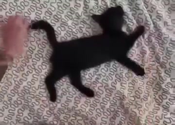 喵呜:不知道屋里有什么脏东西？总感觉最近睡觉特别累