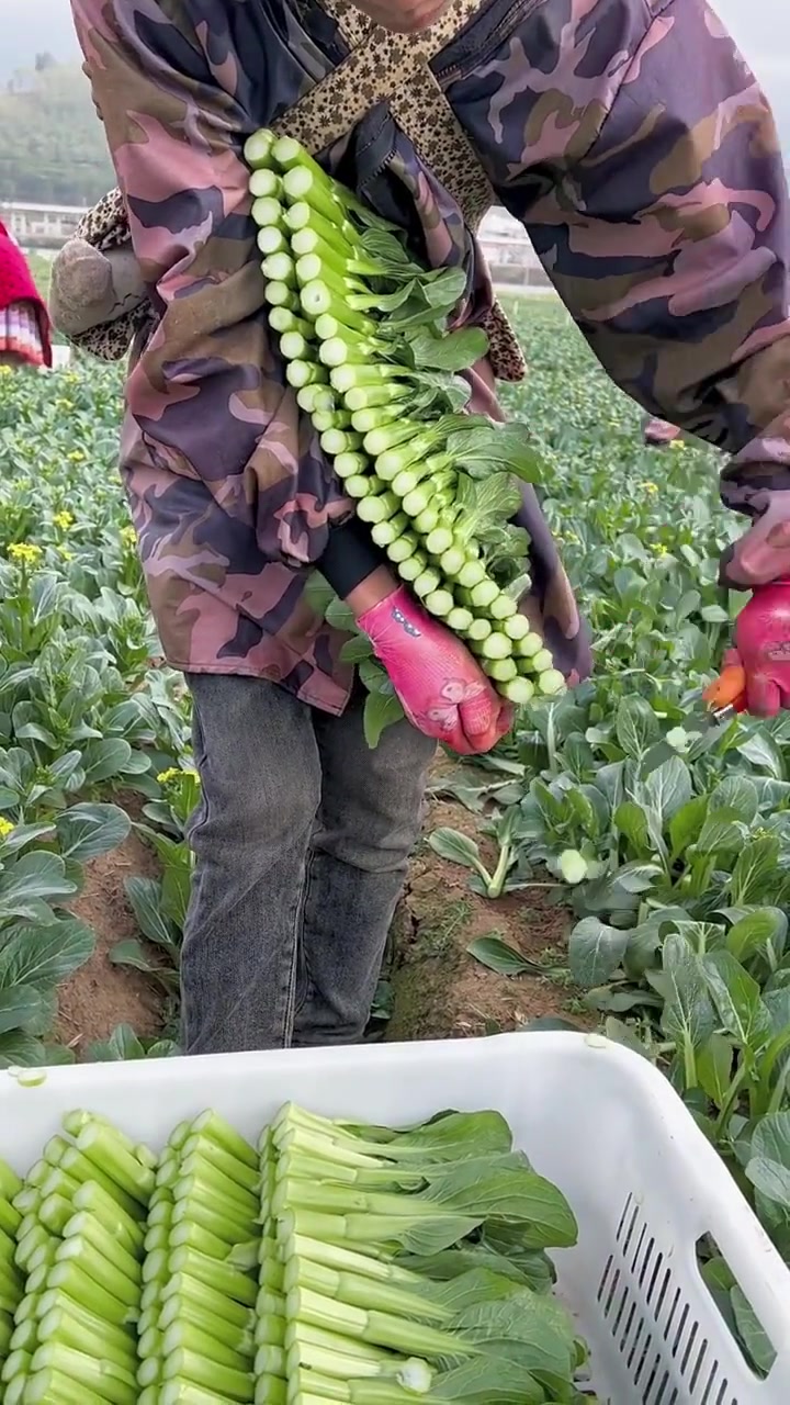 这蔬菜看着真好哎