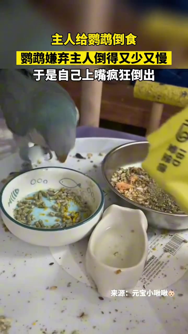 鹦鹉：倒啊！你倒是倒多点啊！