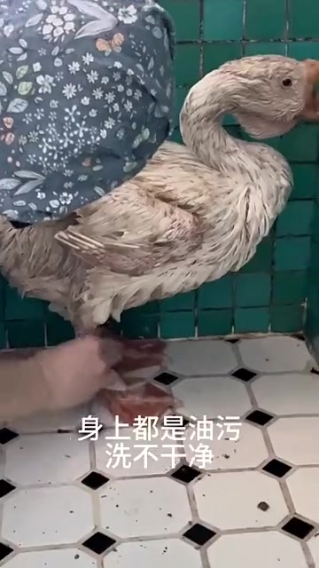 鸭子:在不下蛋过几天就进锅里了