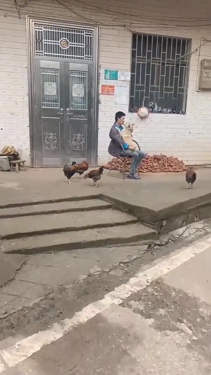 两禽若是长久时，又岂在人人狗狗
