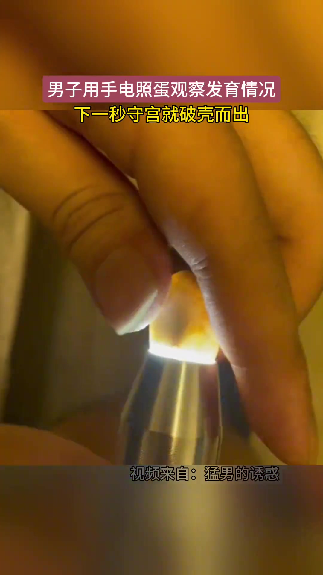 是什么蛋呢？破壳而出的时候，好吓人啊！