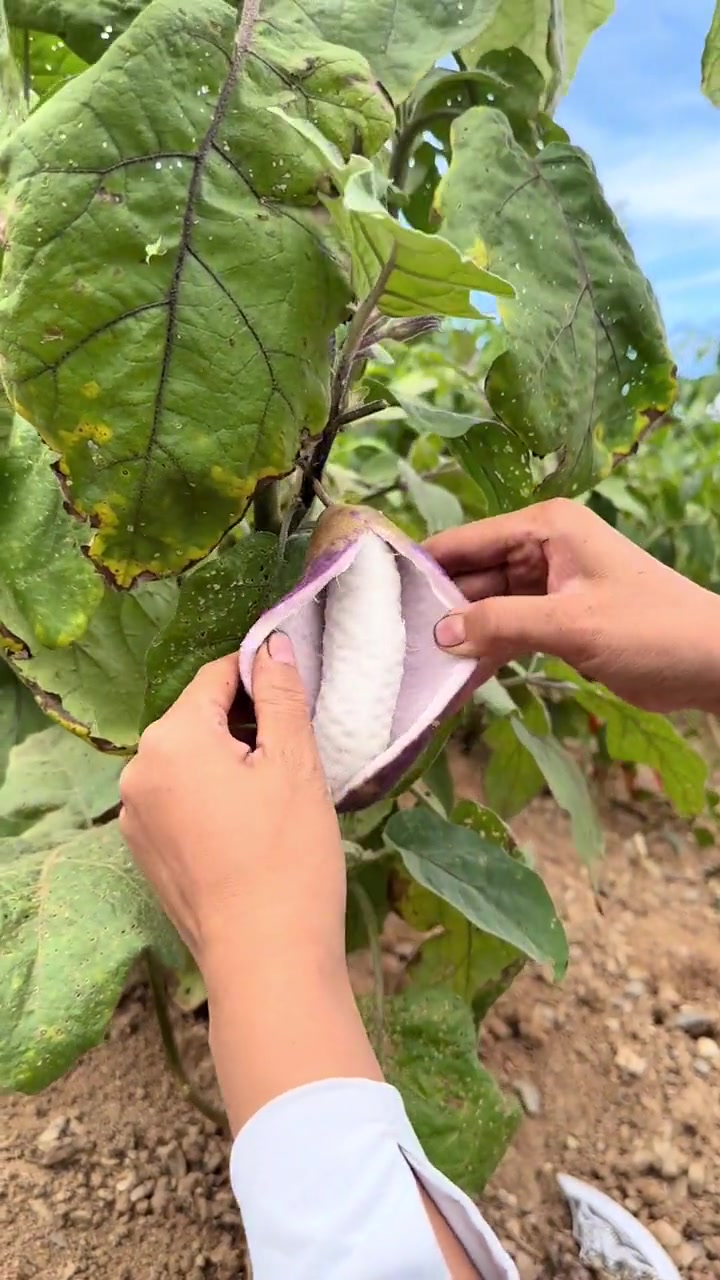 这个水果在你们那边叫什么