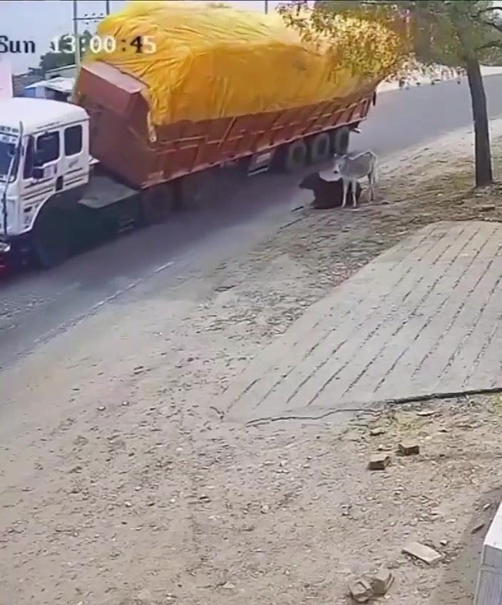 我家的牛没这么扁