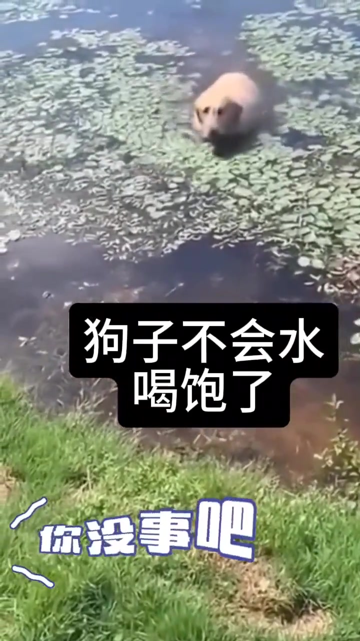 狗：一下子就喝饱了，呕