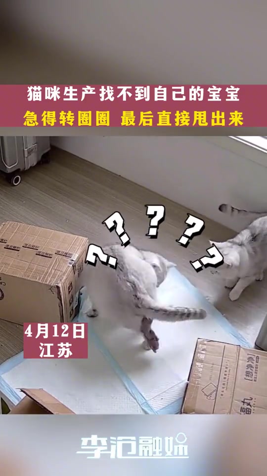 猫有九命，出生直接掉一条
