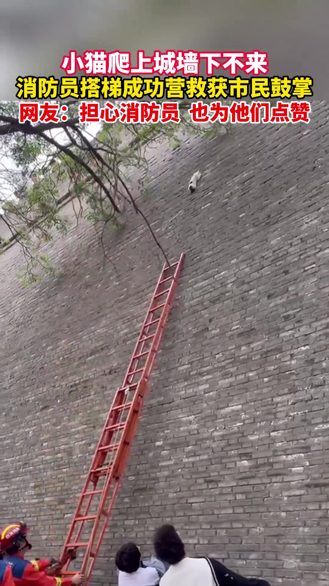 小猫爬上城墙下不来，消防员搭梯成功营救获市民鼓掌