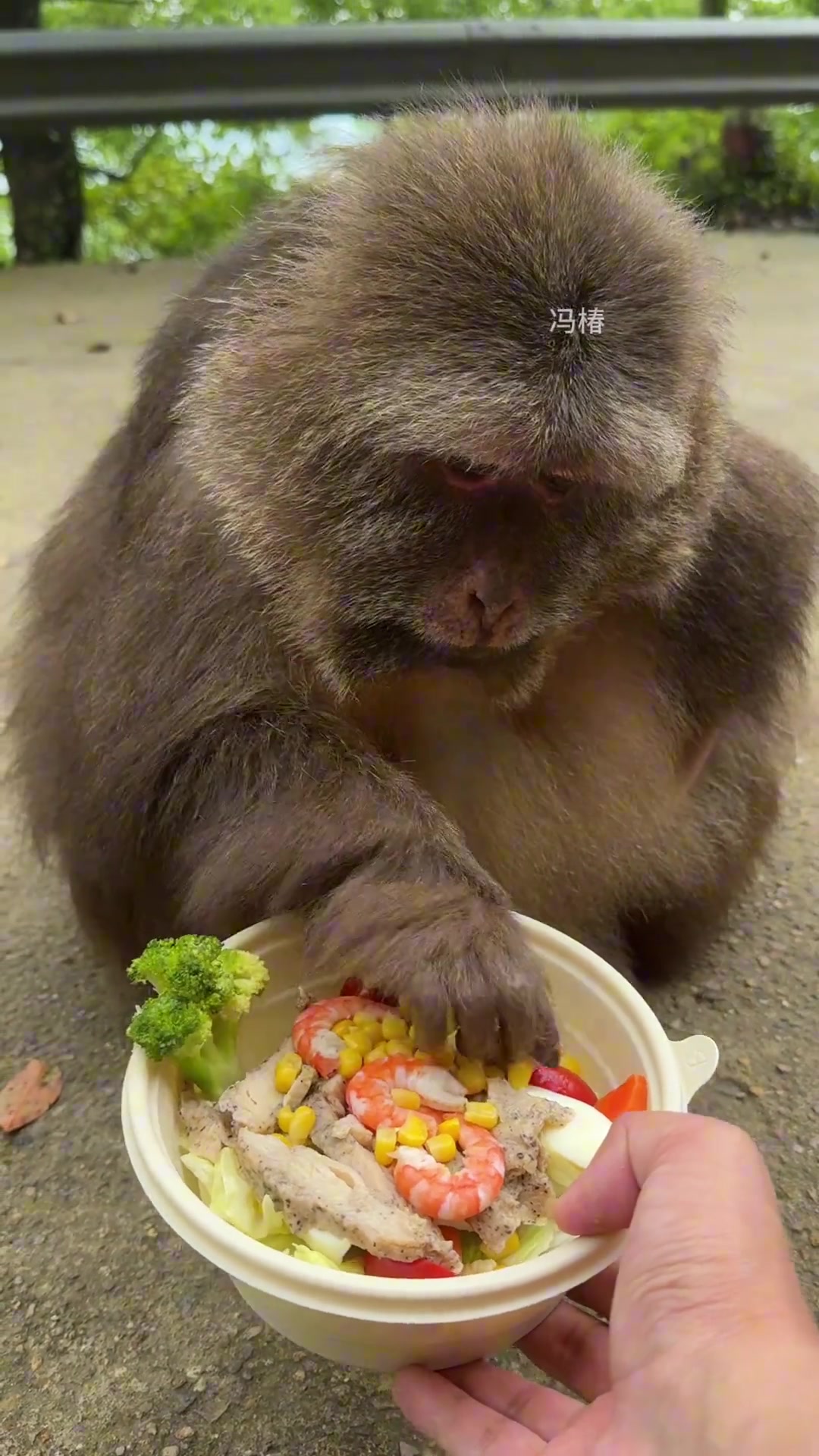 你看连吗喽都不吃轻食 最后还无声的叹息