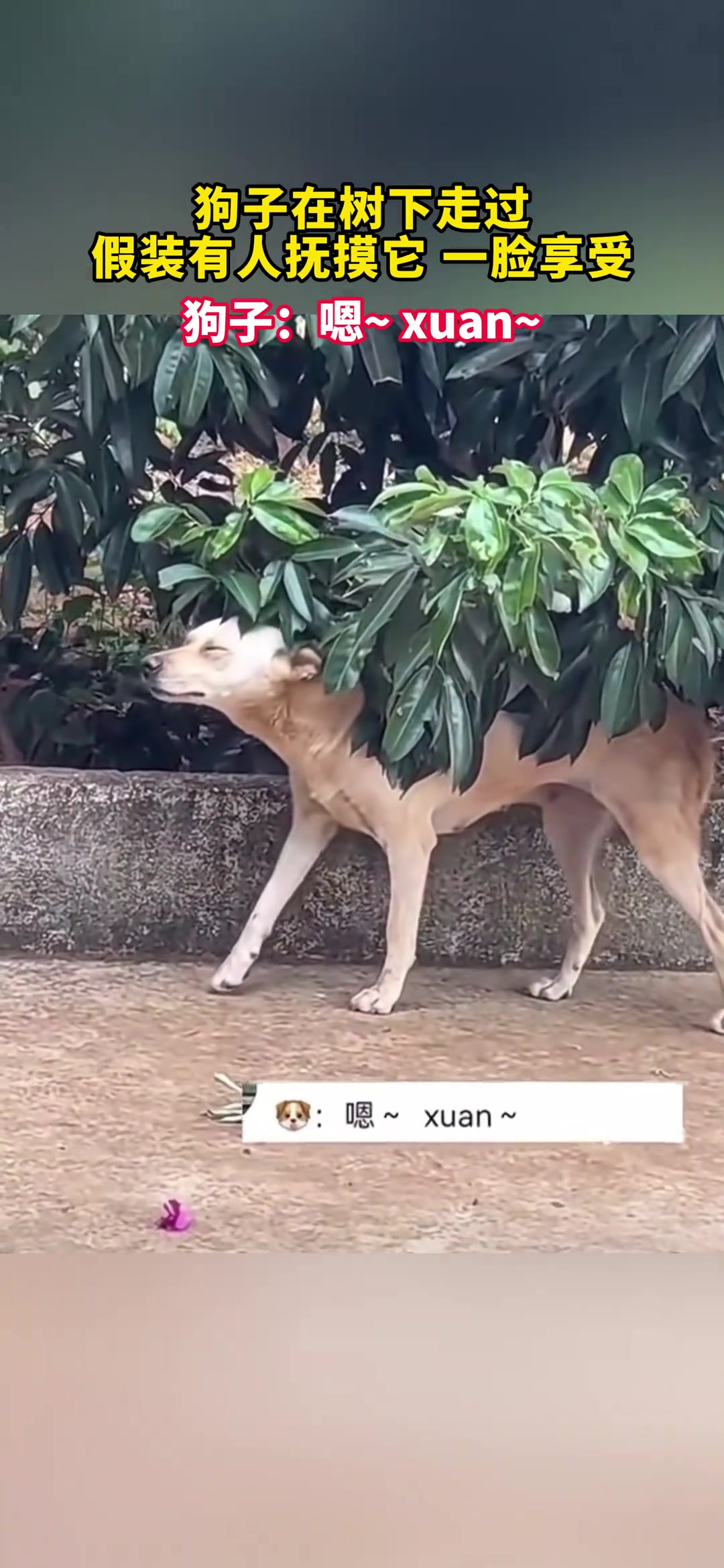 狗子在树下蹭树叶 假装有人抚摸它 一脸享受