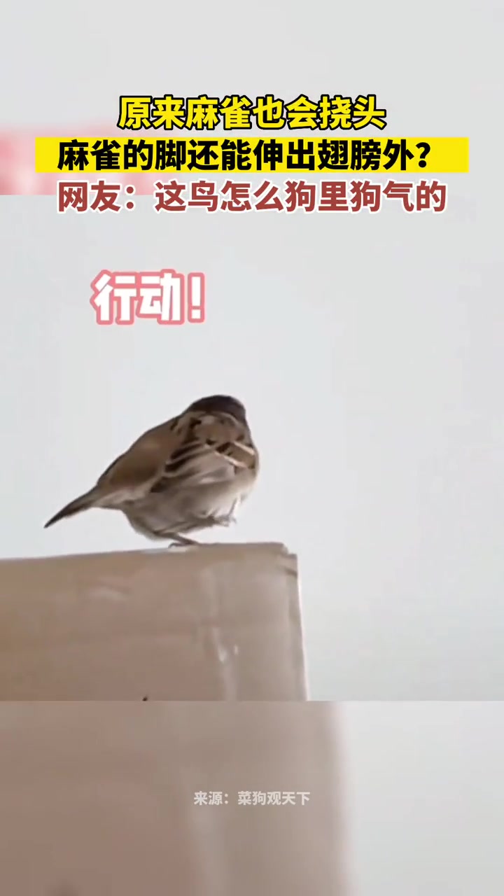 原来小鸟还会这样挠头啊