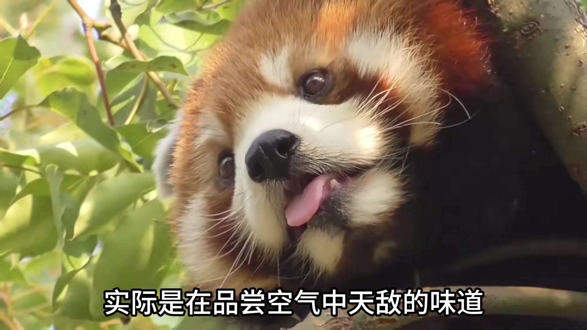 小熊猫不是干脆面，世界最可爱动物排行第13