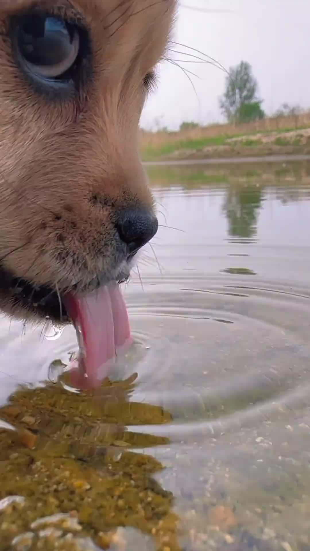 这嘴速咋样？近距离看狗狗喝水！