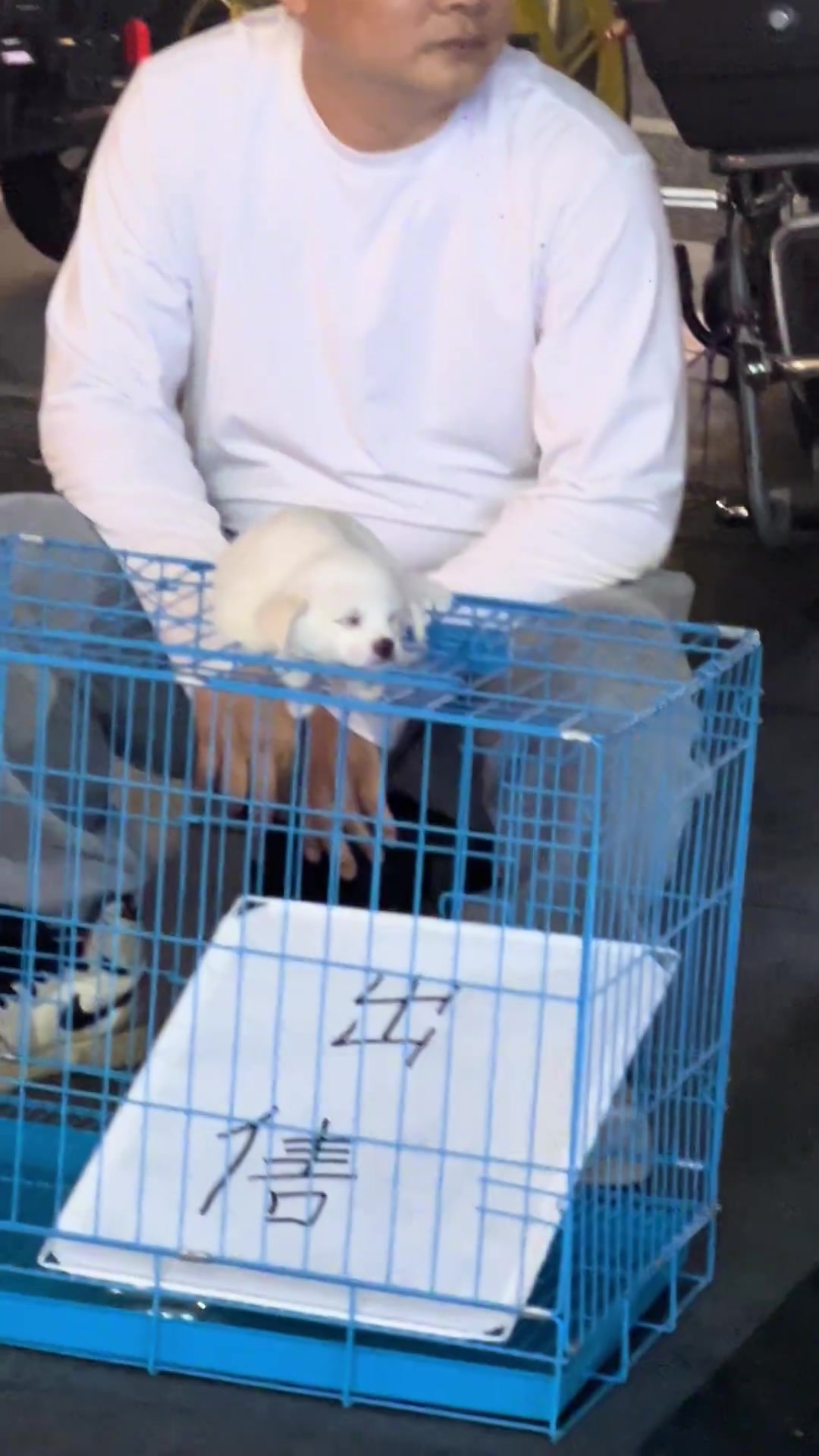 这么可爱的小狗狗怎么舍得卖啊