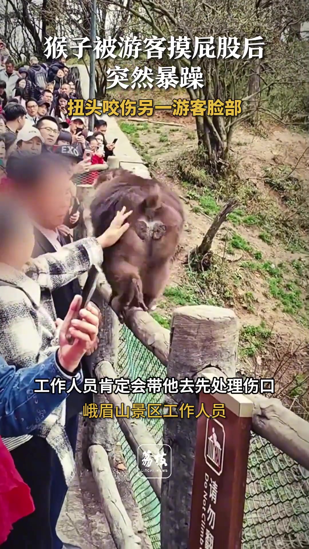 猴子被游客摸屁股后突然暴躁 扭头咬伤另一游客脸部