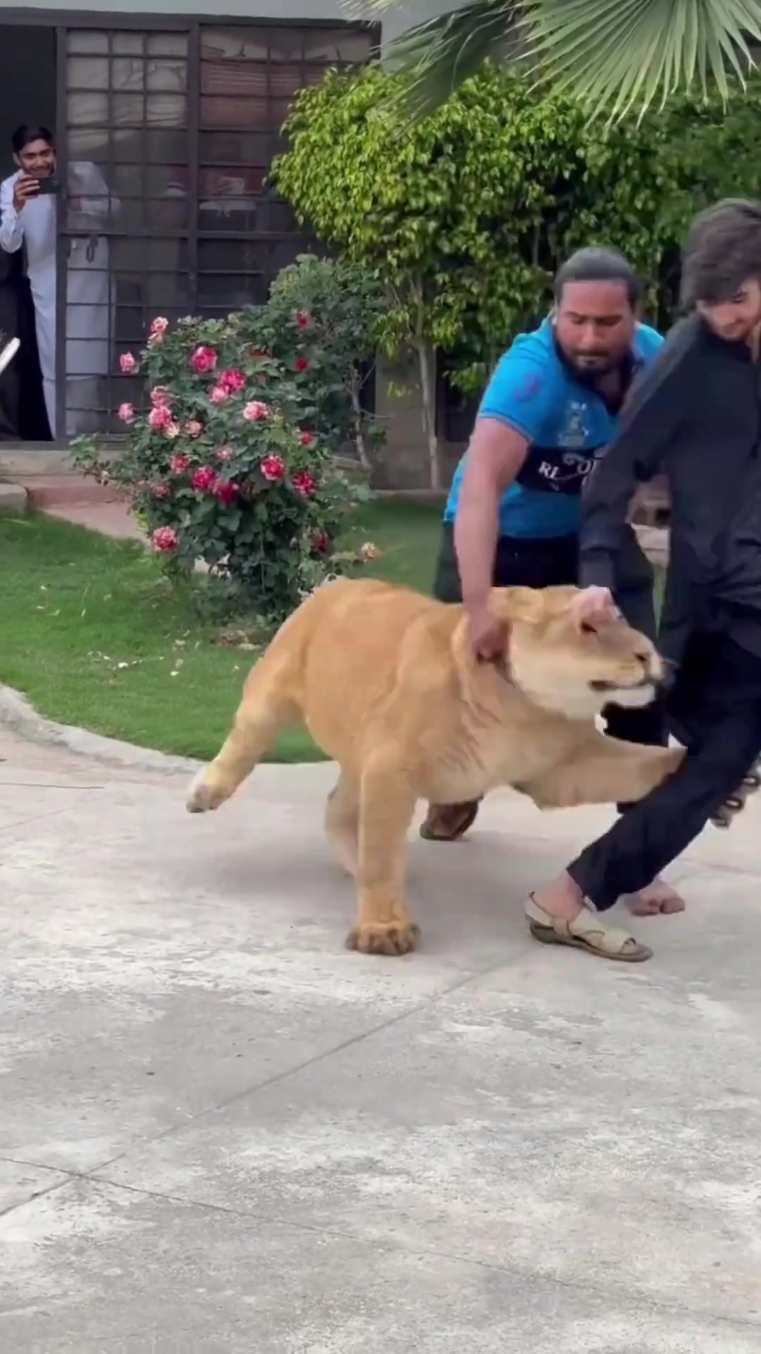 小猫咪和饲养员玩耍