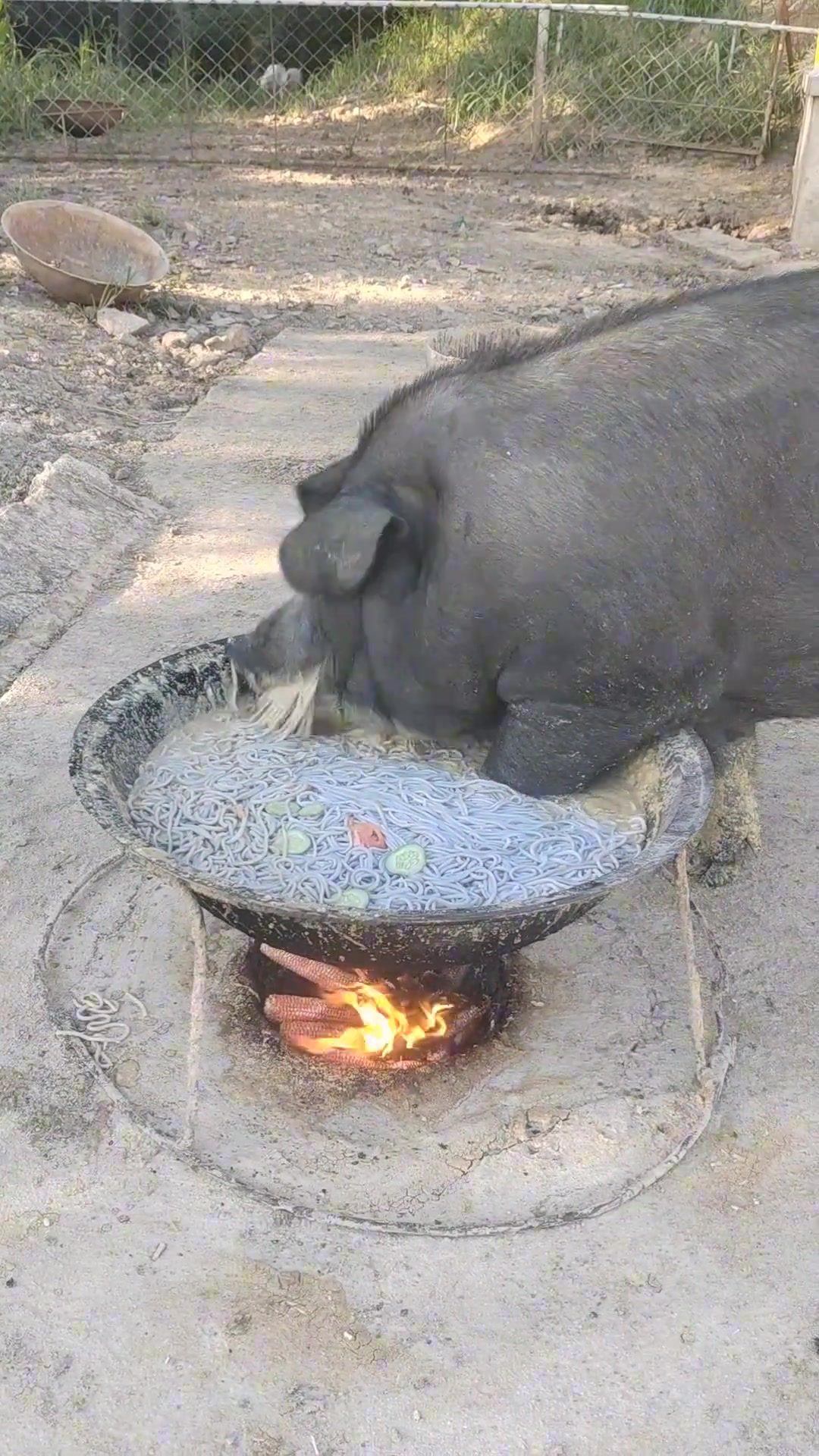 二师兄吃的真香啊