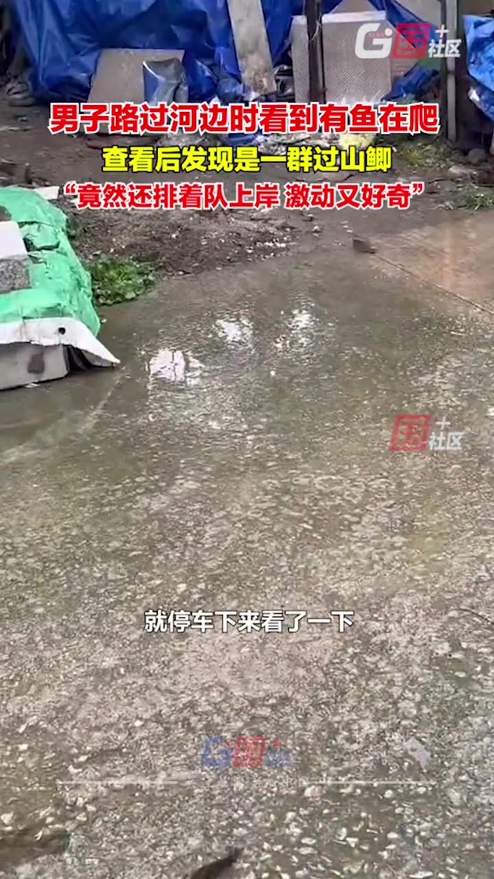 男子在河边时看到路面有鱼，下车后发现竟是一群过山鲫