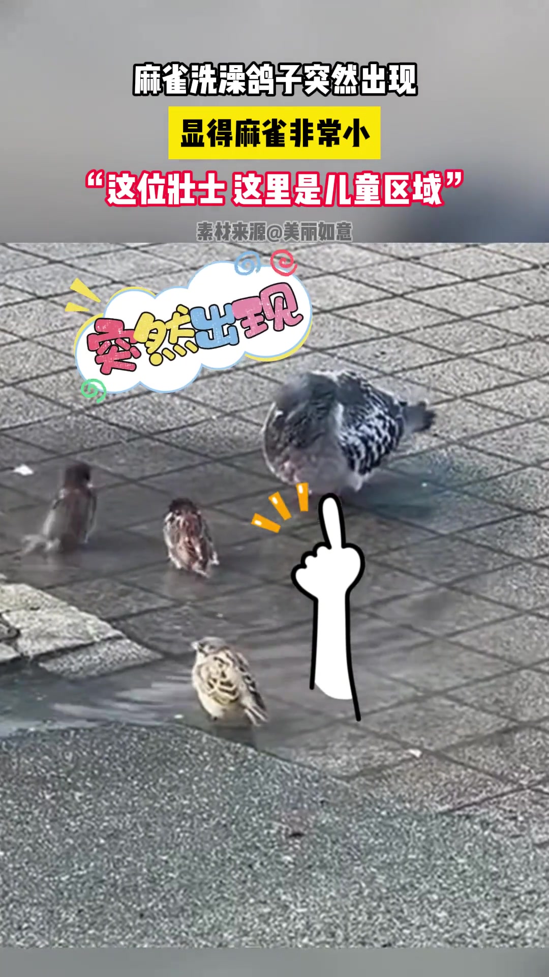 麻雀洗澡鸽子突然出现，显得麻雀非常小