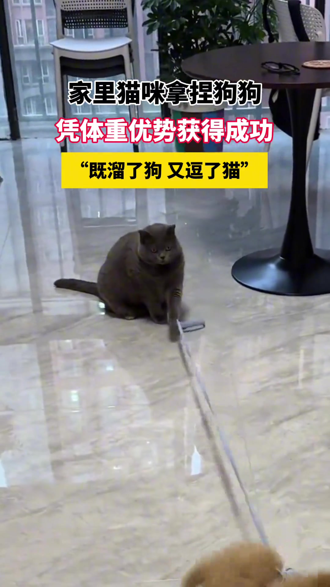 家里猫咪拿捏狗狗凭体重优势获得成功既溜了狗又逗了猫