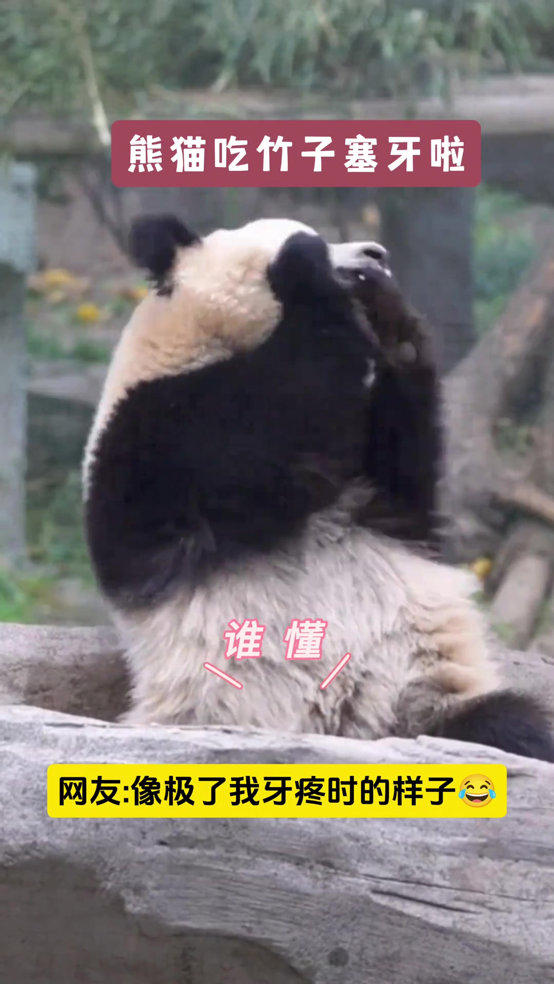 谁懂啊！熊猫吃竹子竟然塞牙啦