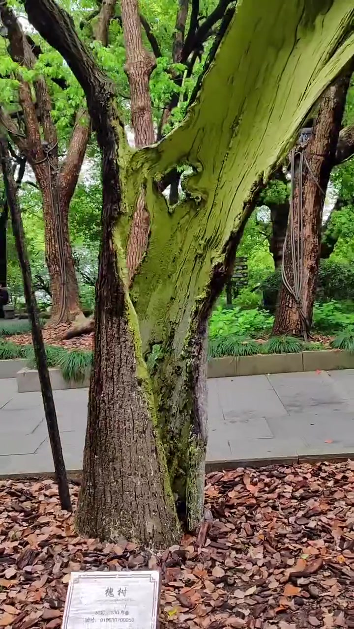 都空了 它却还活着！