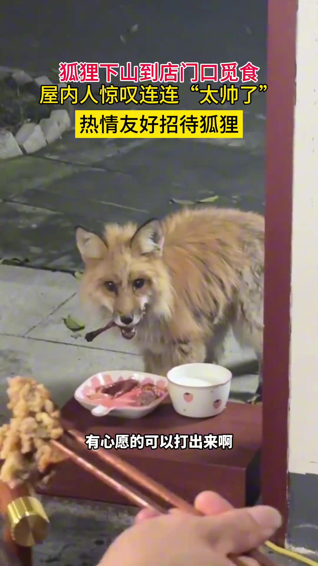 狐狸下山觅食
