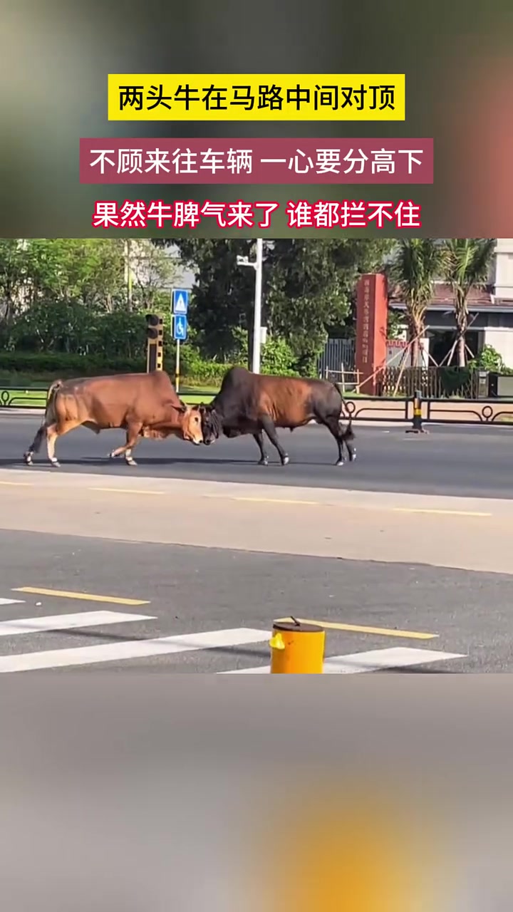 果然牛脾气来了，谁也拦不住