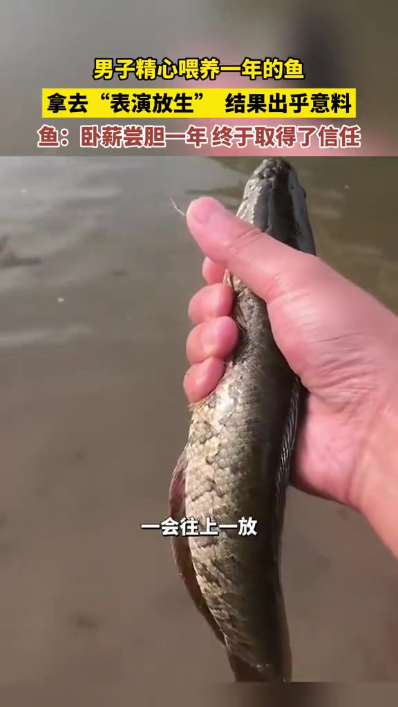鱼：这人我已经训练一年了