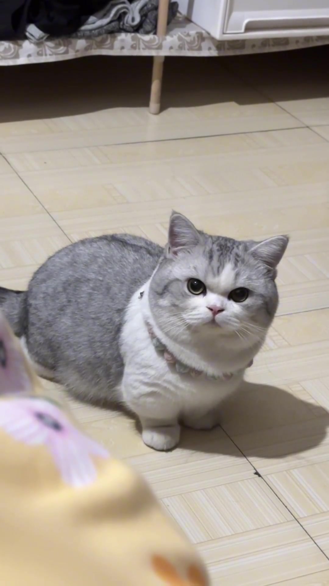 心思全写在脸上的猫