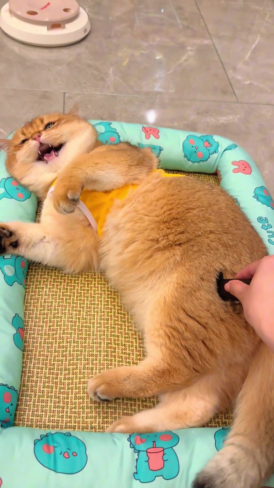 见过气的直跺脚的小猫吗