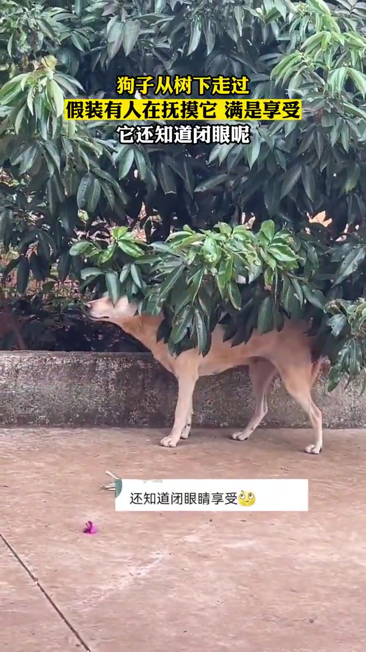 舔狗的自我修养