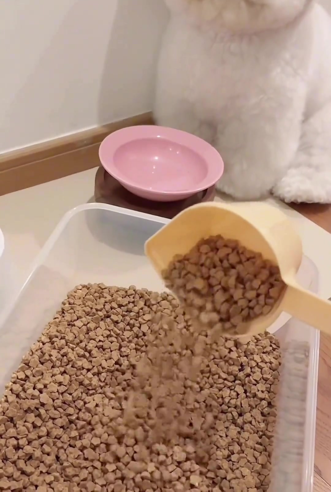 给小狗一颗狗粮，小狗的反应