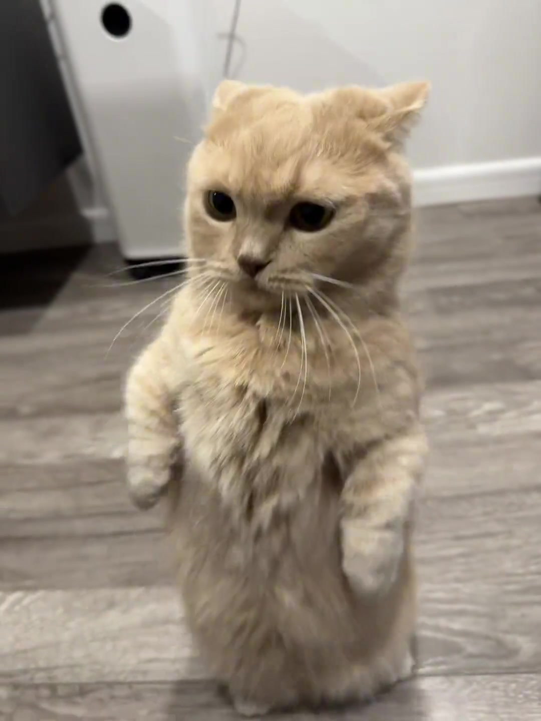 是时候开始找感觉了猫