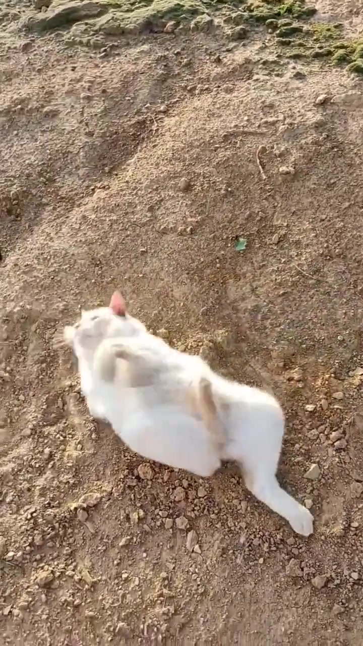 见多了两厢狗，第一次见两厢猫